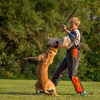 Raddog kaitsevarrukas F1-tugev, vasakule käele