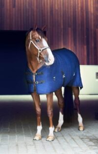 Catago cooler tekk hobusele - Image 6