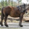 Globus Sport töörakmed hobusele - Image 2