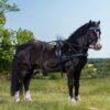 Globus Sport Rocky shetland/pony sorirakmed