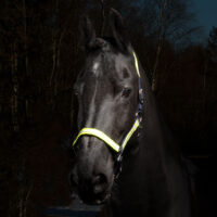 Globus Sport Rex  helkurpäitsed hobusele - Image 6