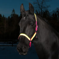 Globus Sport Rex helkurpäitsed hobusele