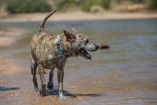 Wigzi veekindel geelkaelarihm