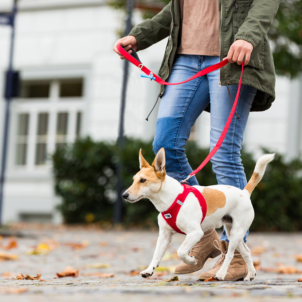 Curli  Basic jalutusrihm