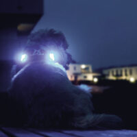 Curli LED tuluke, 2 tk