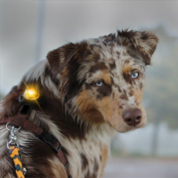 Orbiloc Dog Dual LED tuluke