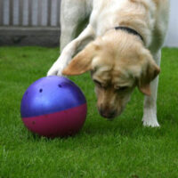 Likit K9 Snak-A-Ball