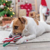 Xmas koerte mänguasi nöörist komm - Image 2