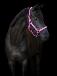 HG Malva päitsed hobusele - Image 3