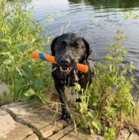 Chuckit koera mänguasi Ultra Fetch pulk - Image 2