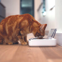 SureFeed Petbowl automaatsöötja lemmikule - Image 2