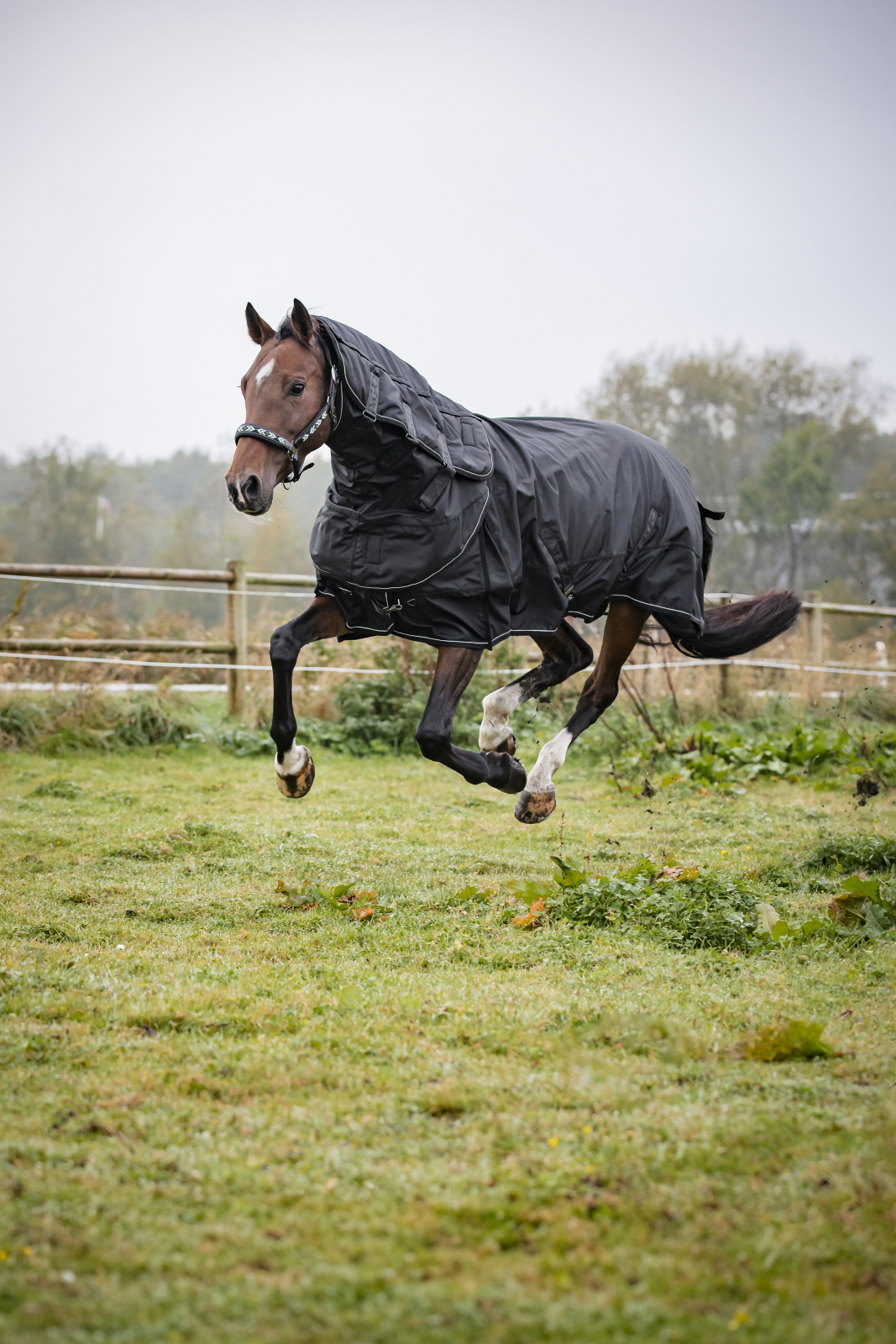 Catago Endurance 2.0 õuetekk hobusele 1680D-300 g - Image 4