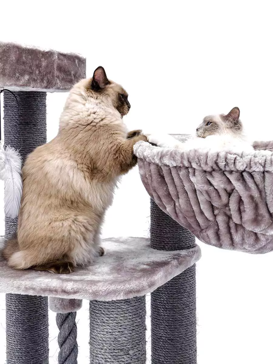 Petrebels Vista 170 kraapimispuu kassidele - Image 6