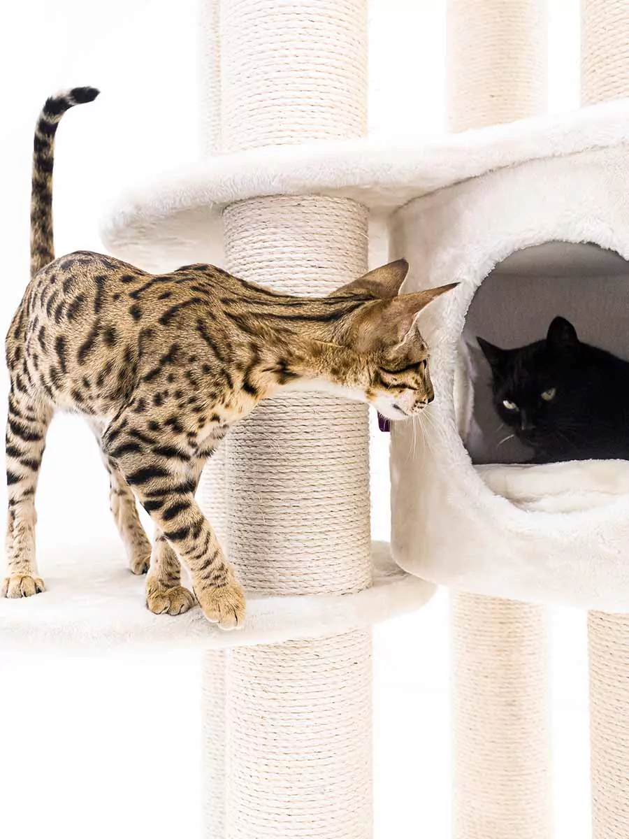 Petrebels Isabella 170 kraapimispuu kassidele - Image 4