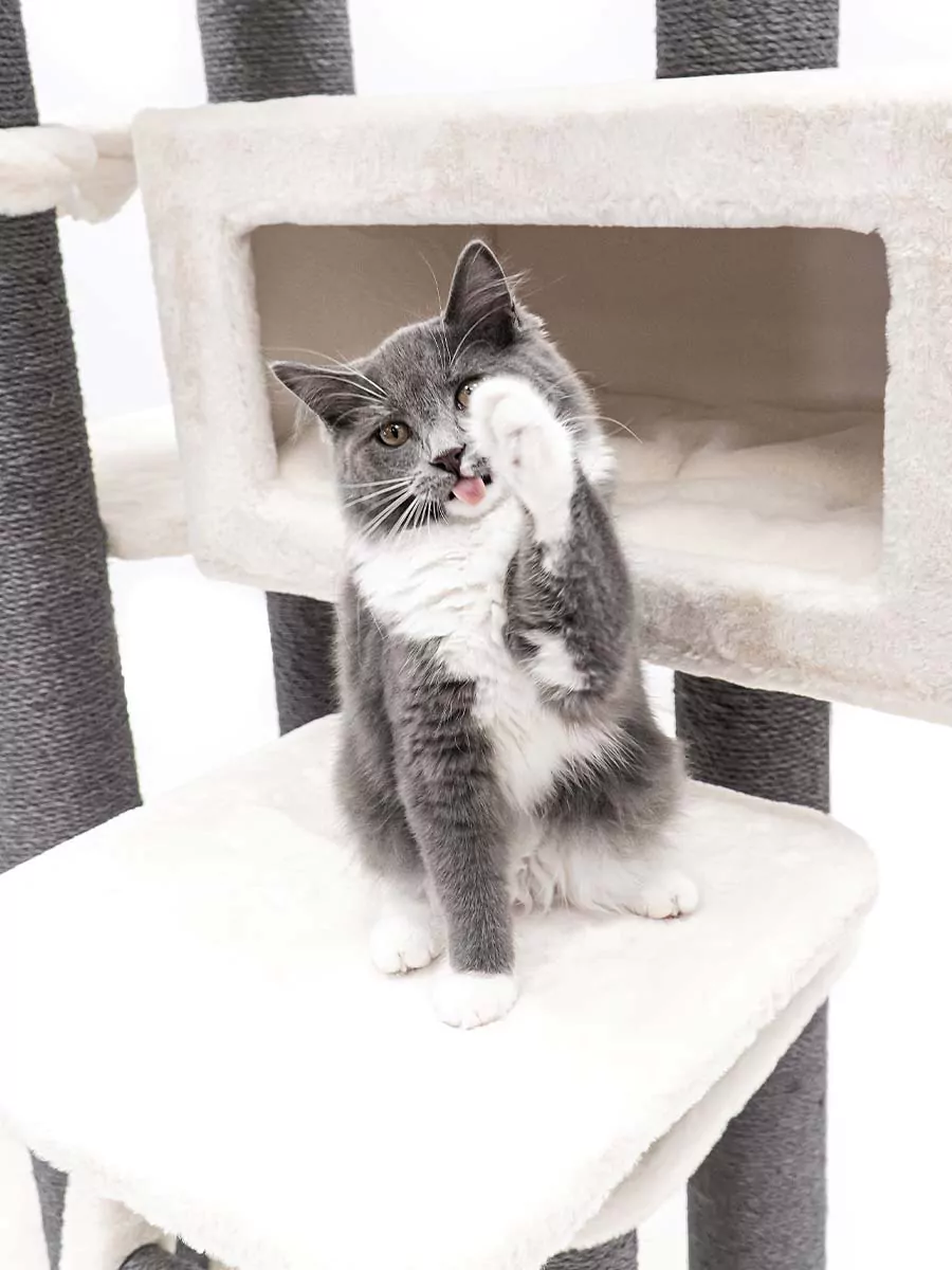 Petrebels Estate 170 kraapimispuu kassidele - Image 2