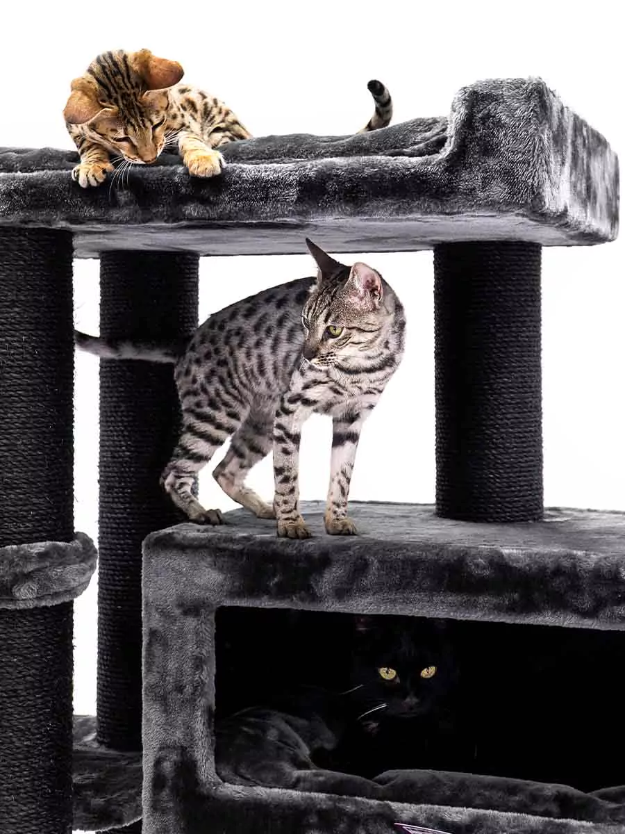 Petrebels Estate 170 kraapimispuu kassidele - Image 4