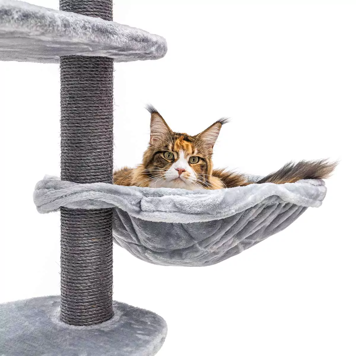 Petrebels Alexandra 177 kraapimispuu kassidele - Image 4