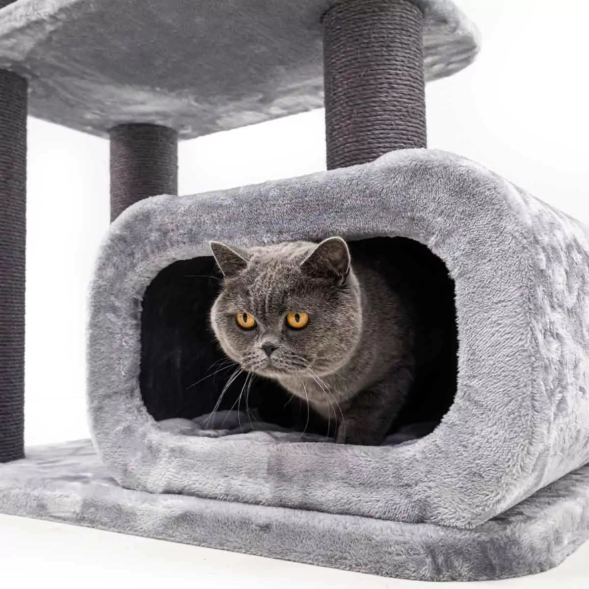 Petrebels Interstate 178 kraapimispuu kassidele - Image 5