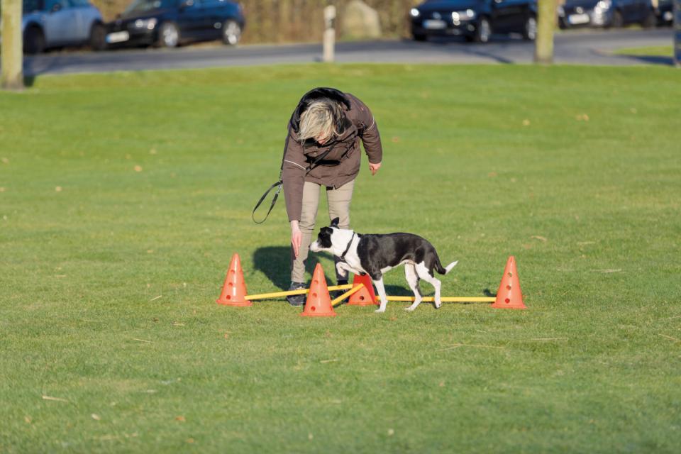TX Fun Agility tõkete komplekt, 30 cm - Pilt 2