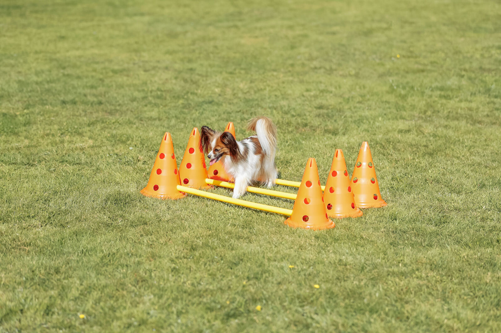 TX Fun Agility tõkete komplekt, 30 cm - Pilt 3