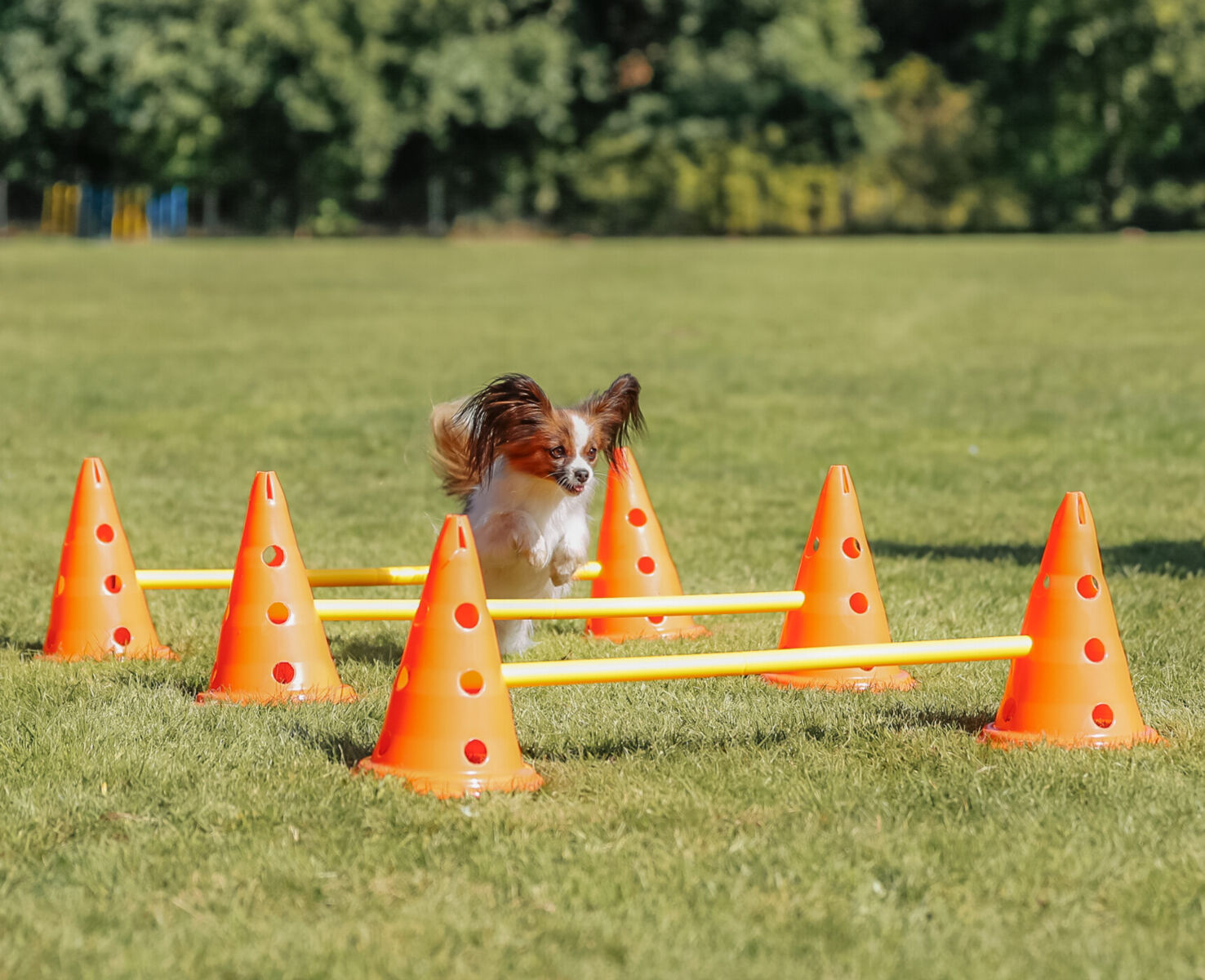 TX Fun Agility tõkete komplekt, 30 cm - Pilt 4