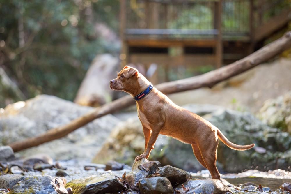 Ezydog neopreenist kaelarihm