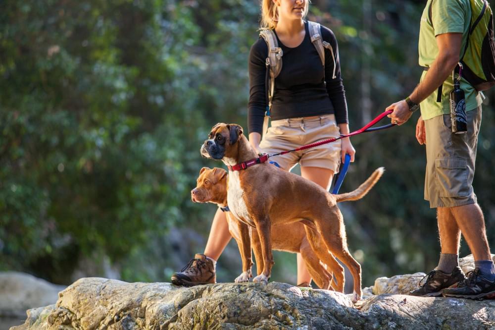 Ezydog Double Up kaelarihm