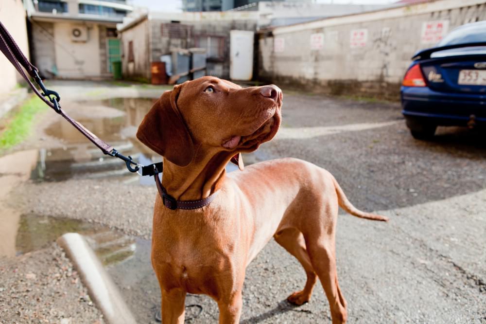 Ezydog Checkmate kaelarihm