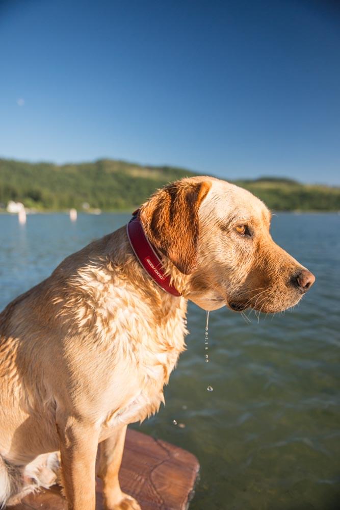 Ezydog neopreenist kaelarihm